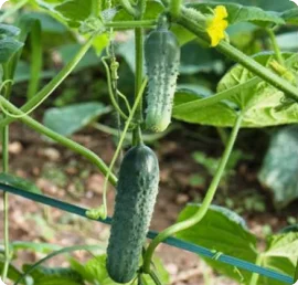 Gherkins plant image